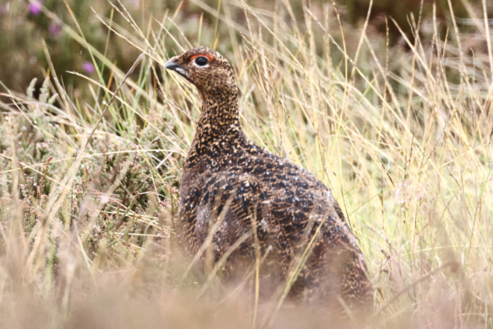 Red Grouse