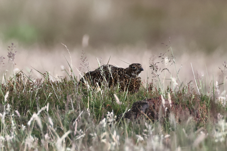 Red Grouse