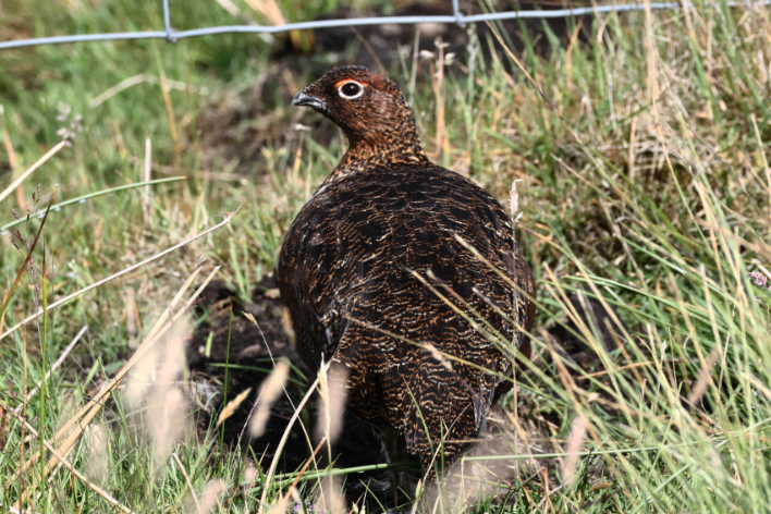 Red Grouse
