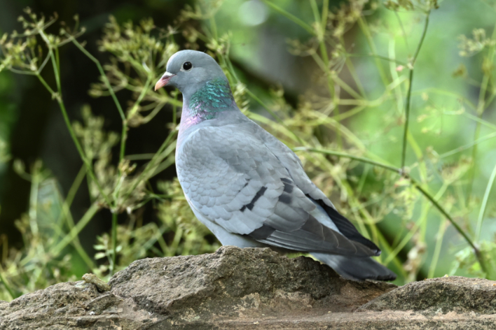 Stock Dove