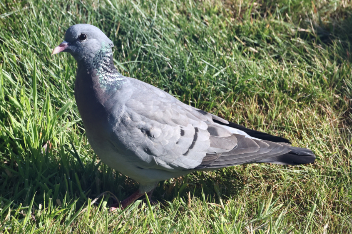 Stock Dove