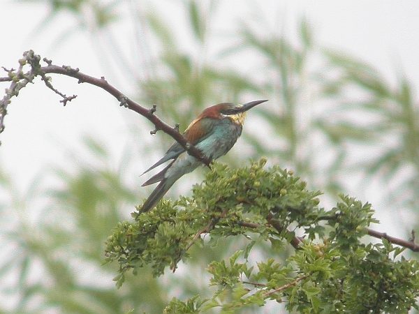 Bee-eater