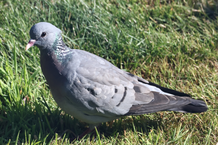 Stock Dove