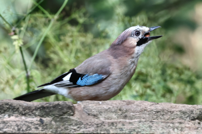 Jay