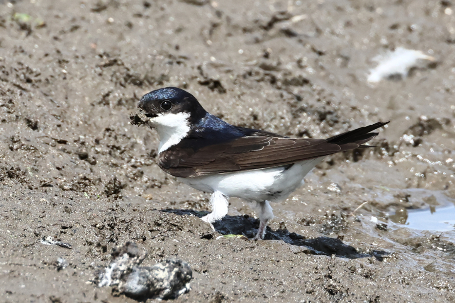 House Martin