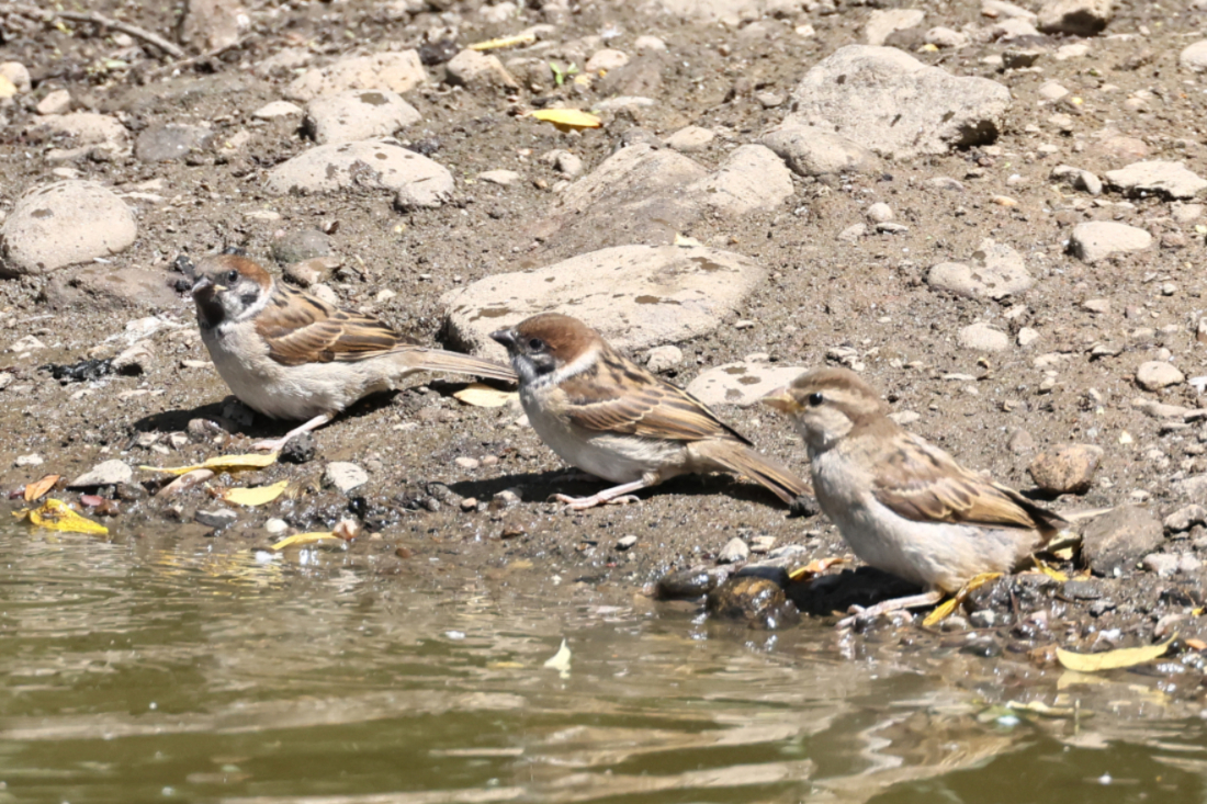 Tree Sparrow