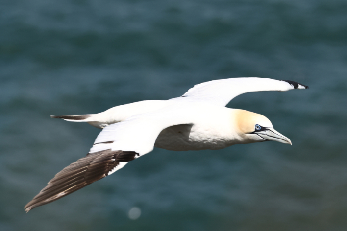 Gannet