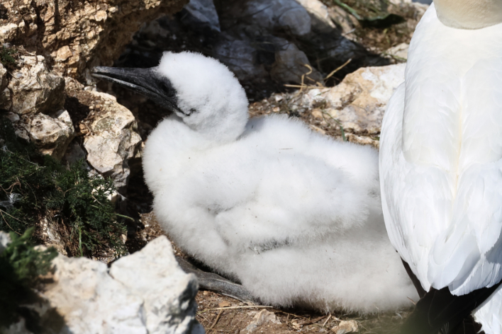 Gannet