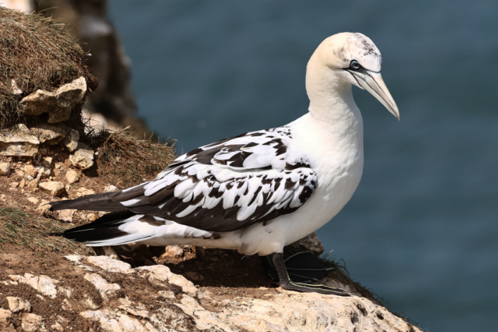 Gannet