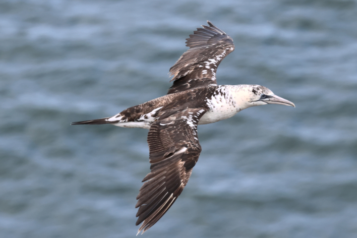 Gannet