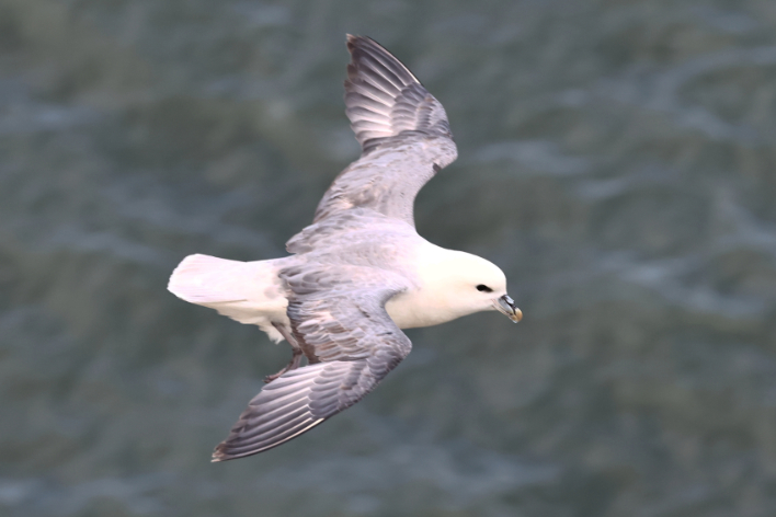 Fulmar