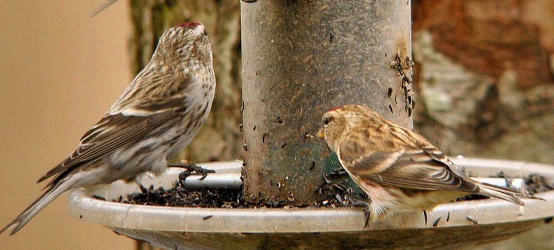 meally/common redpoll