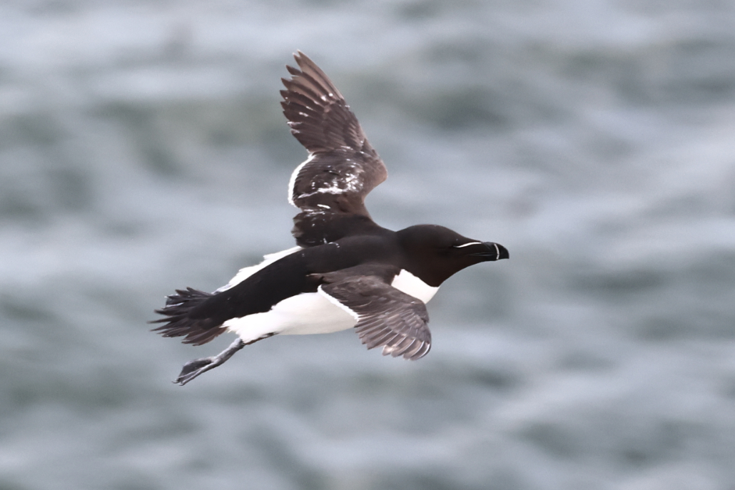 Razorbill