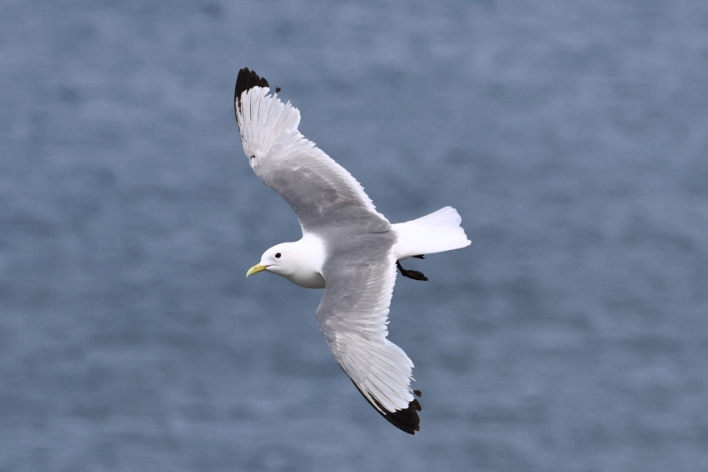 Kittiwake