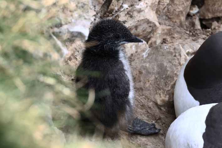 Guillemot