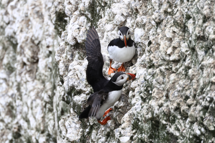 Puffin