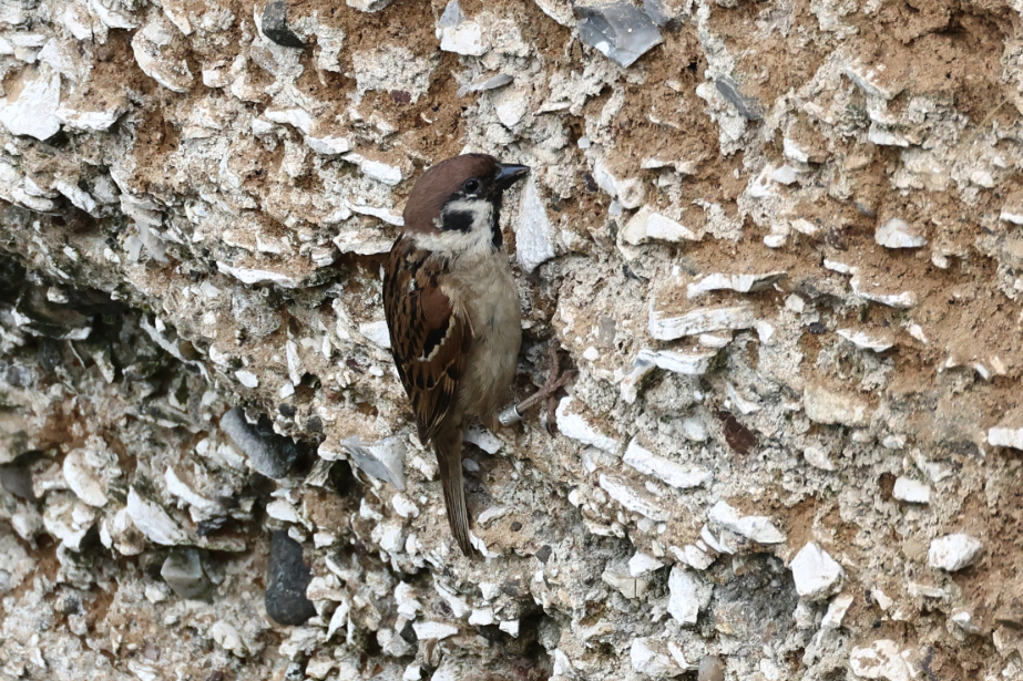 Tree Sparrow