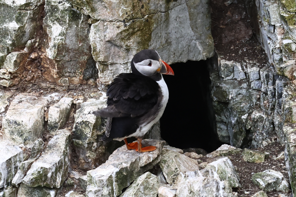 Puffin