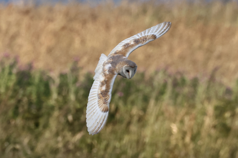 Barn Owl