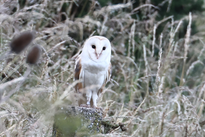 Barn Owl