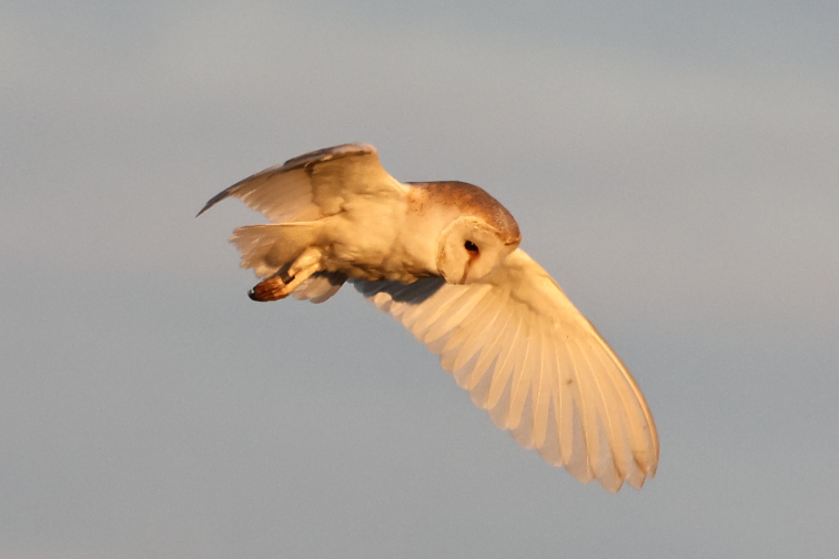 Barn Owl