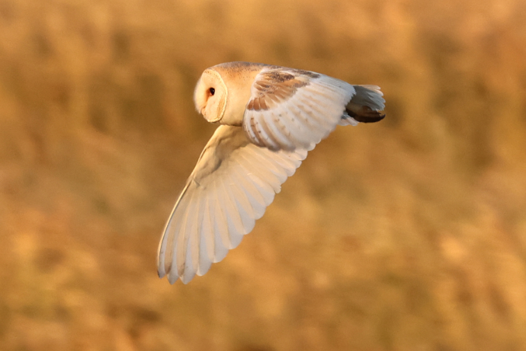 Barn Owl
