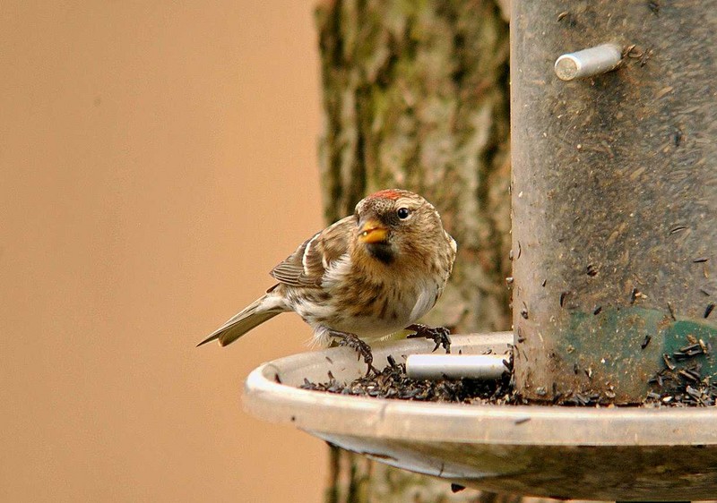 Lesser Redpoll