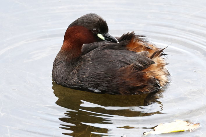 Little Grebe