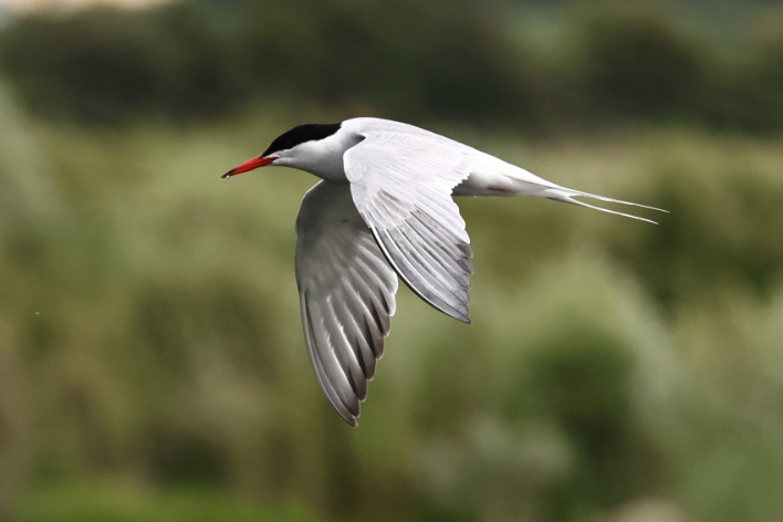 Common Tern