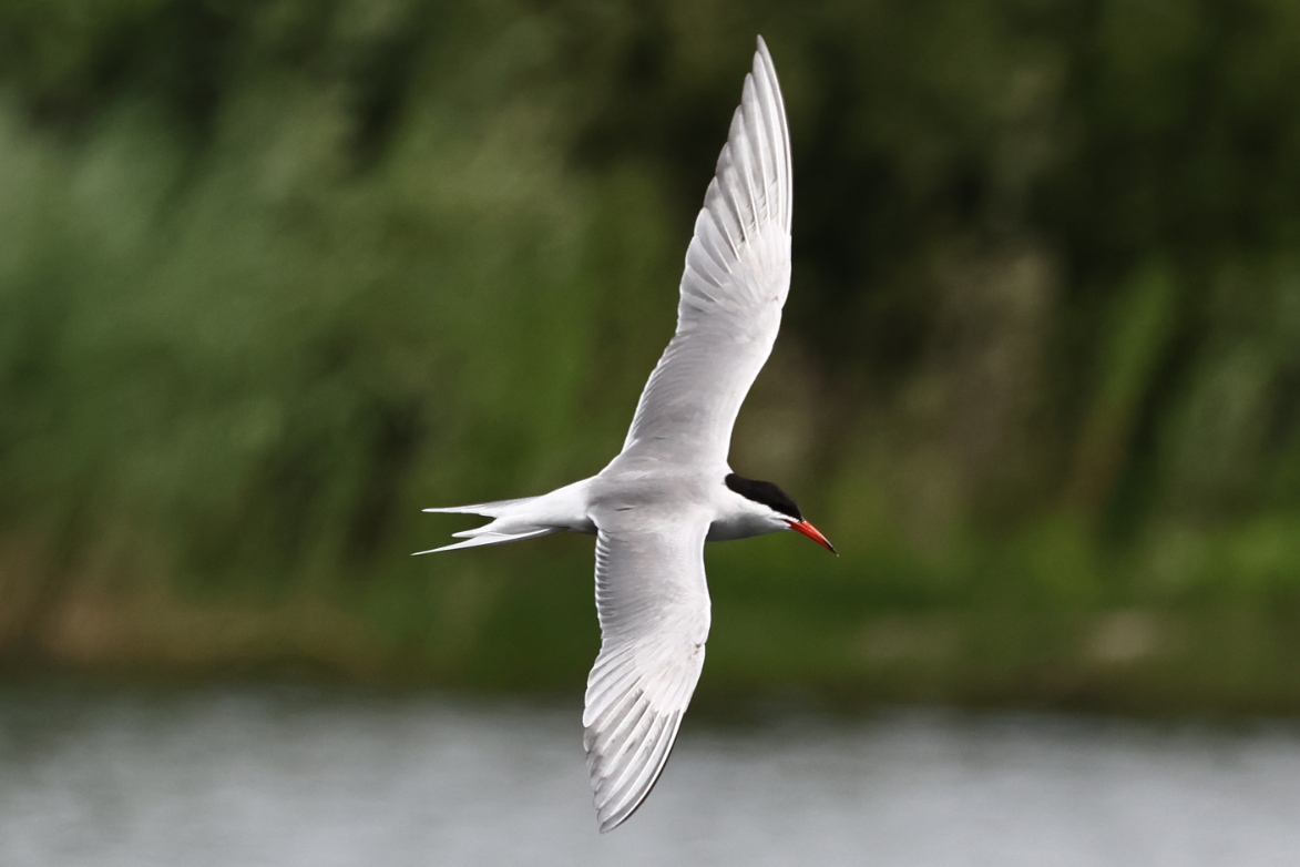 Common Tern