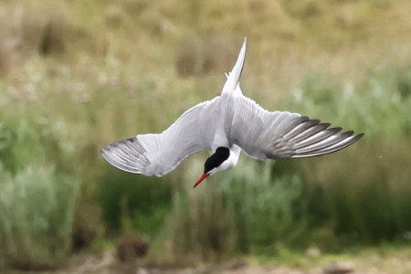 Common Tern