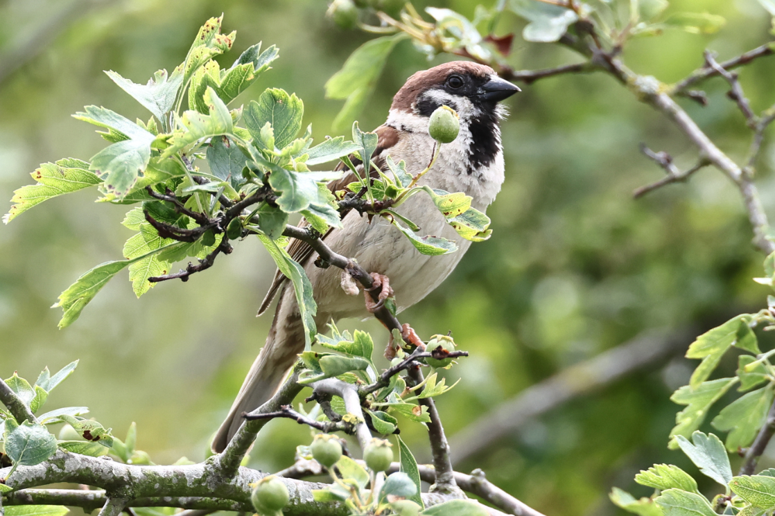 Tree Sparrow
