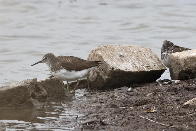 Green Sandpiper