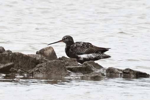Spotted Redshank
