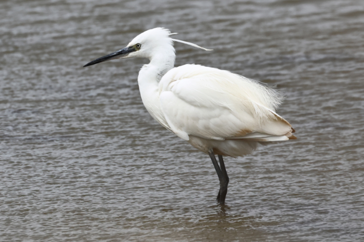 Little Egret