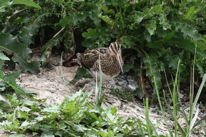 Snipe