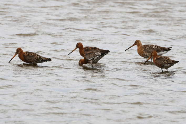 Black-tailed Godwit