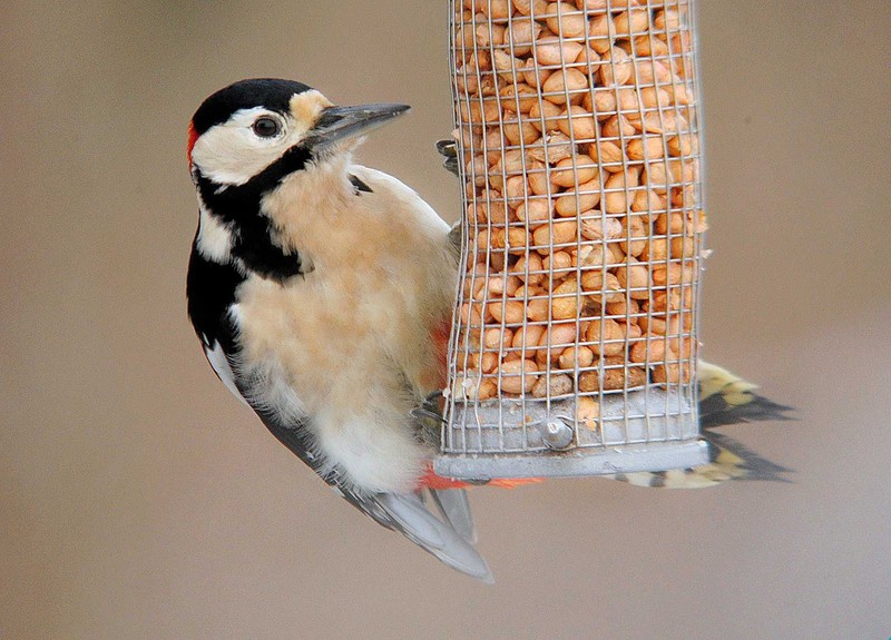 Great Spotted Woodpecker
