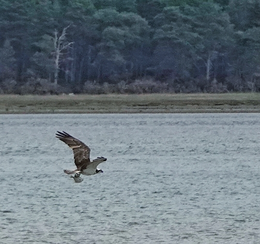 Osprey