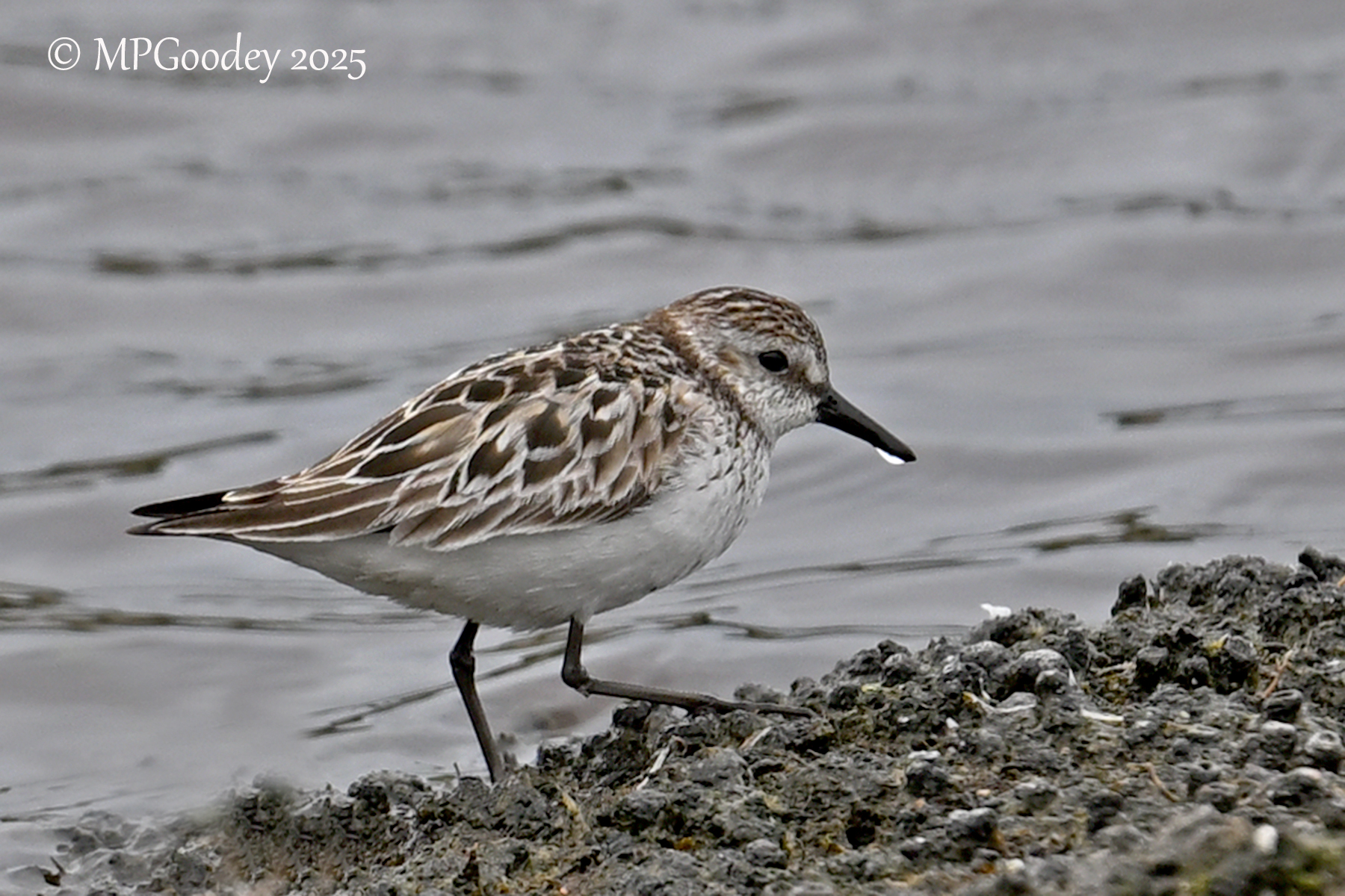 Semipalmated Sandpiper