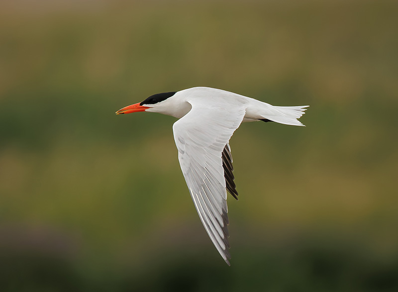 Caspian Tern