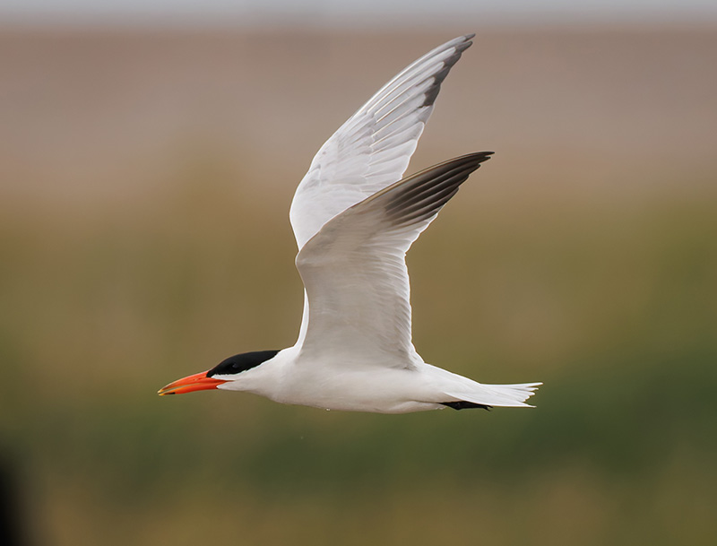 Caspian Tern