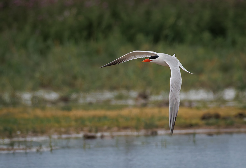 Caspian Tern