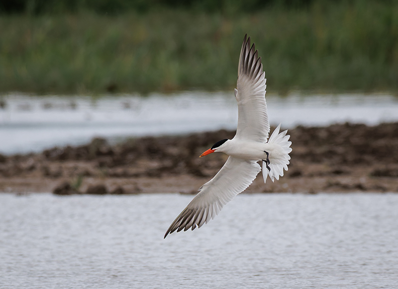 Caspian Tern