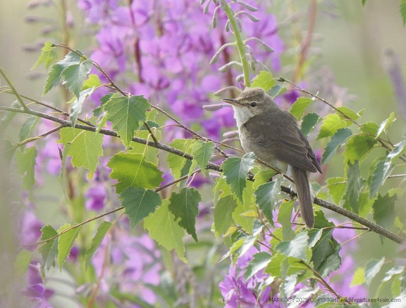 Blyth's Reed Warbler