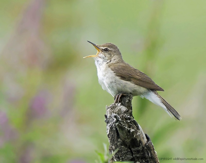 Blyth's Reed Warbler