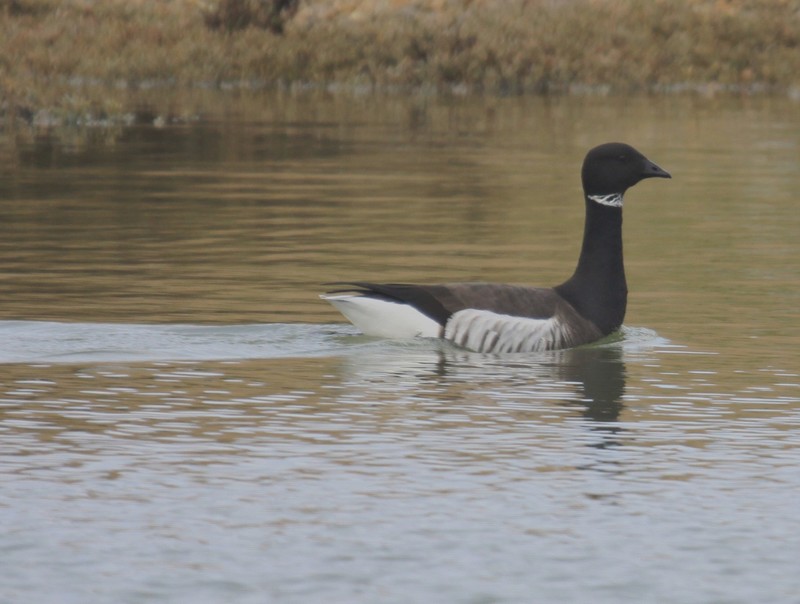 Black Brant