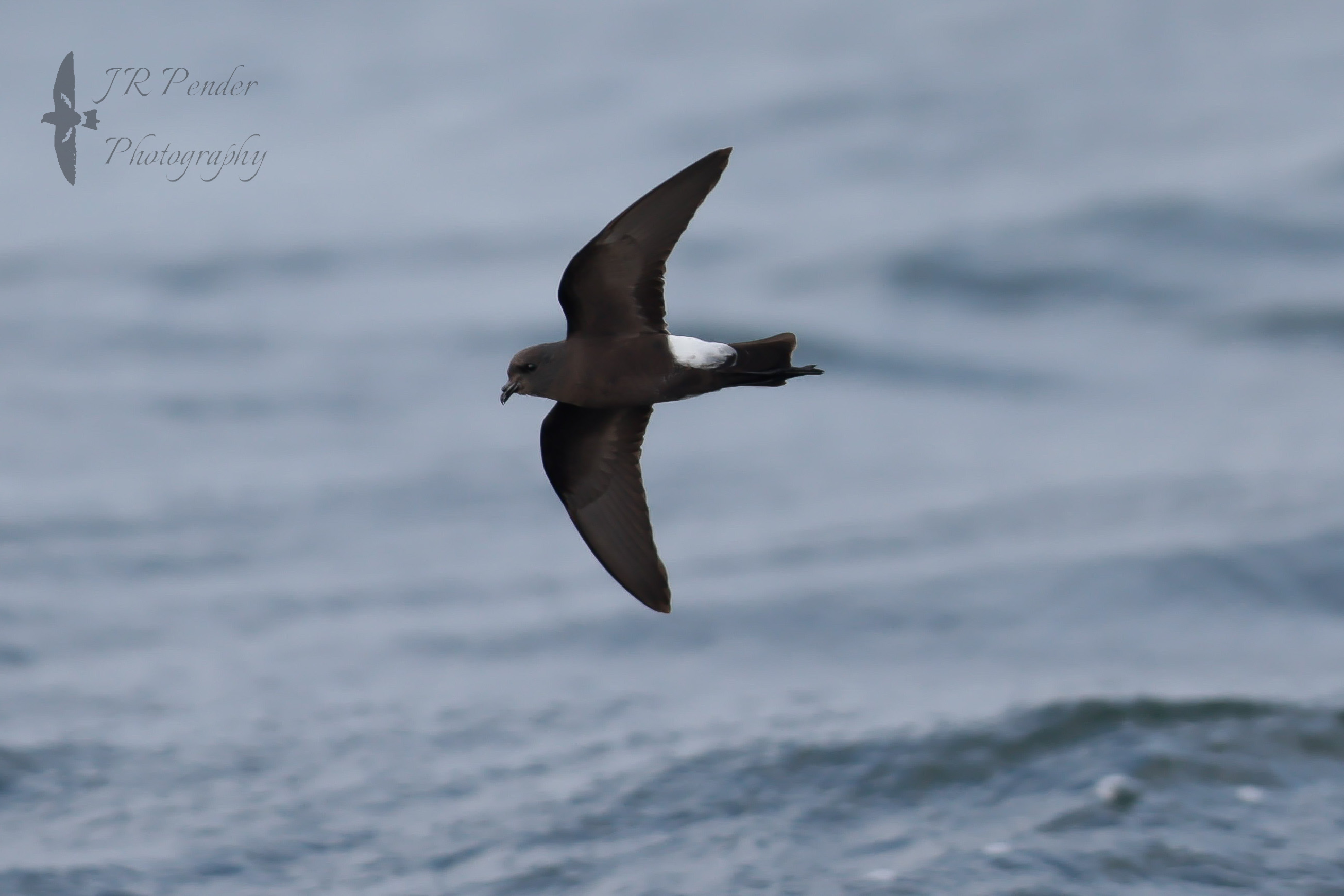 Wilson's Petrel