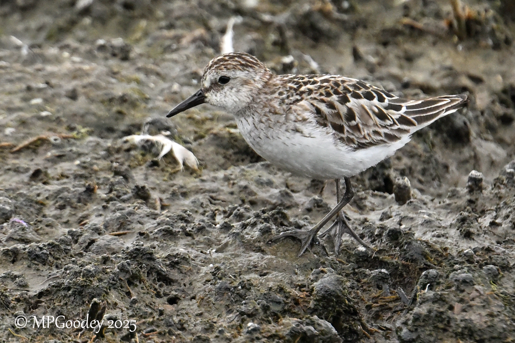 Semipalmated Sandpiper