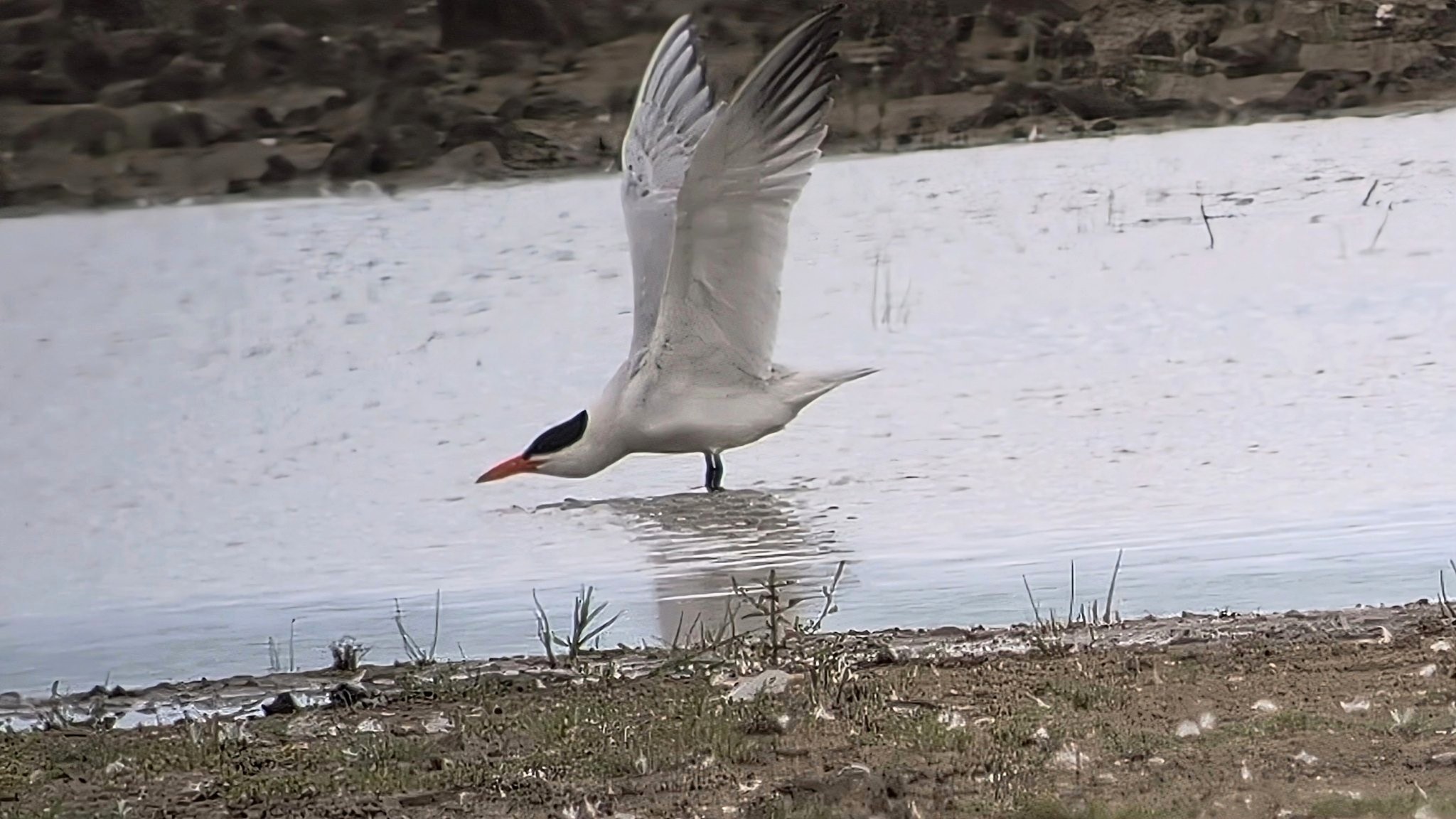 Caspian Tern